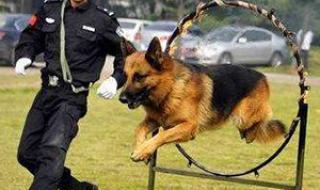 宠物美容培训哪里好